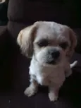 Tino