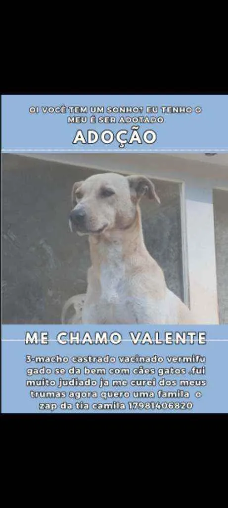 Cachorro ra a SRD  idade 5 anos nome Valente