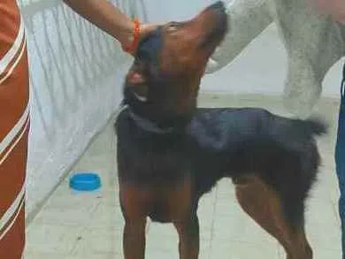 Cachorro ra a Vira-lata idade 1 ano nome Péricles Arlindo 