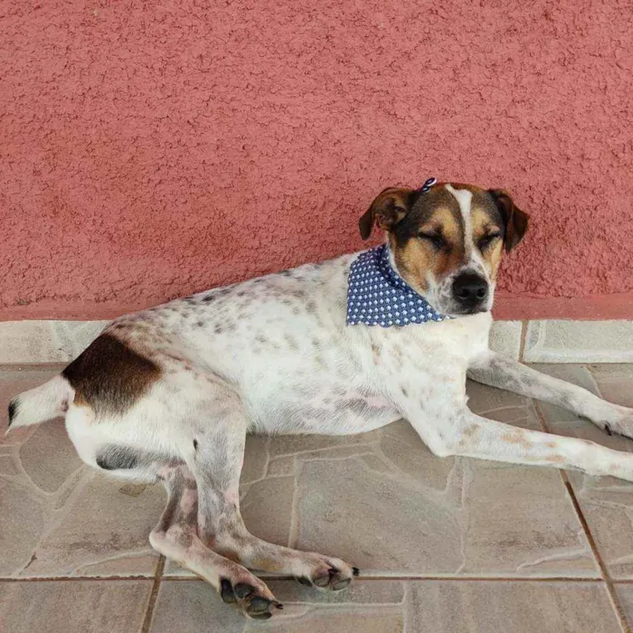 Cachorro ra a Vira Lata idade 3 anos nome Herbert Richards