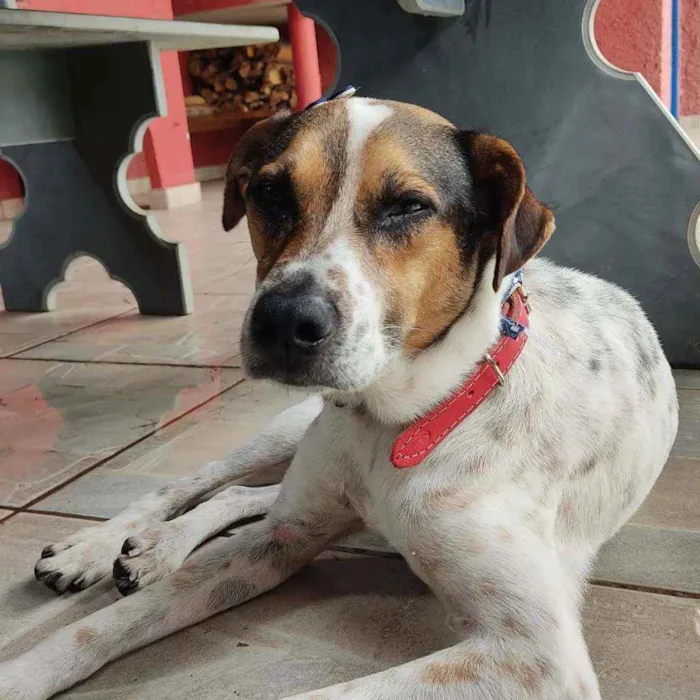 Cachorro ra a Vira Lata idade 3 anos nome Herbert Richards