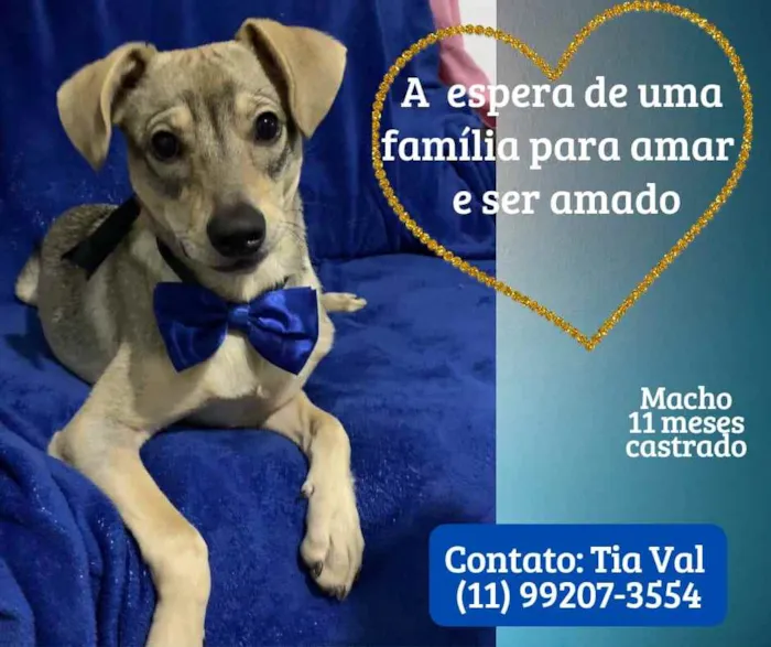 Cachorro ra a Srd idade 7 a 11 meses nome Thor