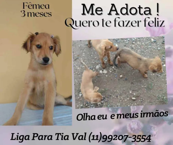 Cachorro ra a Srd idade 2 a 6 meses nome Mel