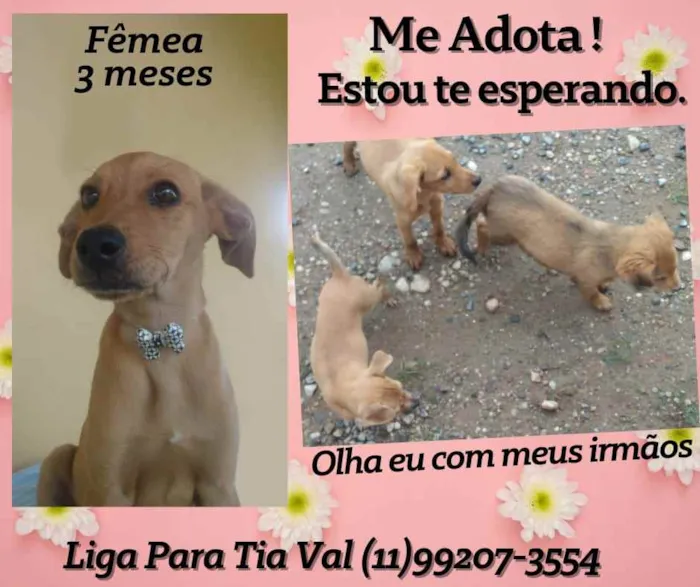 Cachorro ra a Srd idade 2 a 6 meses nome Pipoca