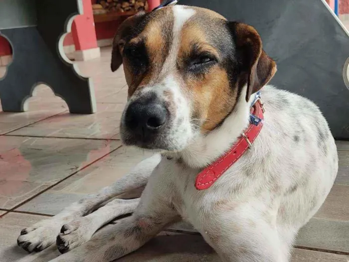Cachorro ra a Vira Lata idade 3 anos nome Herbert Richards