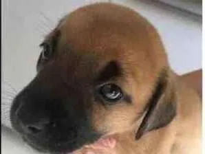 Cachorro raça SRD idade Abaixo de 2 meses nome Sem nome