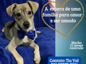 Cachorro raça Srd idade 7 a 11 meses nome Thor