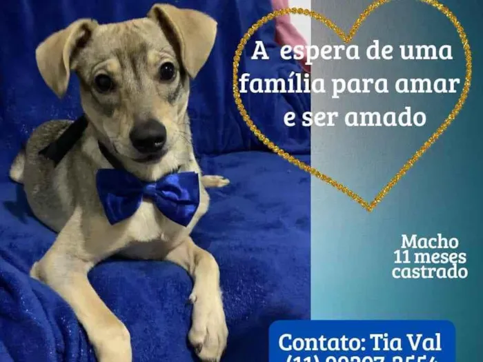 Cachorro ra a Srd idade 7 a 11 meses nome Thor