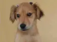 Mel