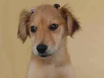 Cachorro ra a Srd idade 2 a 6 meses nome Mel