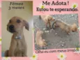 Pipoca