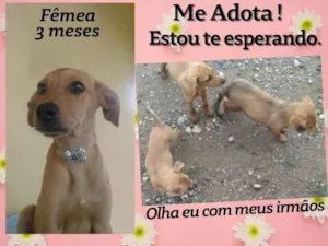Cachorro raça Srd idade 2 a 6 meses nome Pipoca