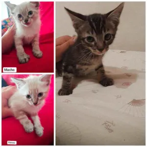 Gato raça Mistura idade 2 a 6 meses nome Sem nomes ainda