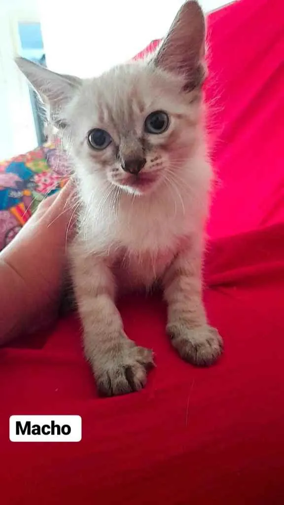 Gato ra a Mistura idade 2 a 6 meses nome Sem nomes ainda