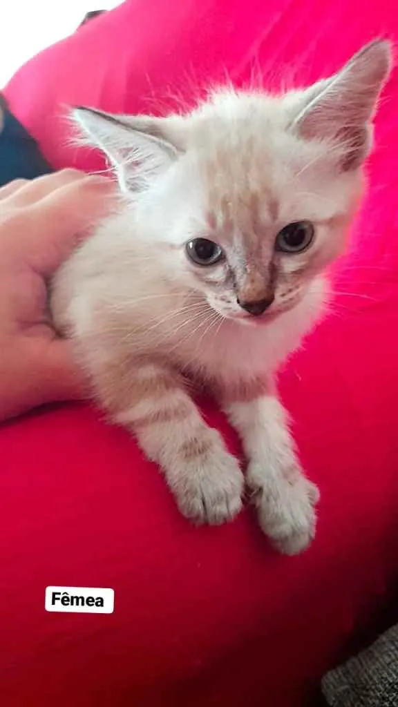 Gato ra a Mistura idade 2 a 6 meses nome Sem nomes ainda