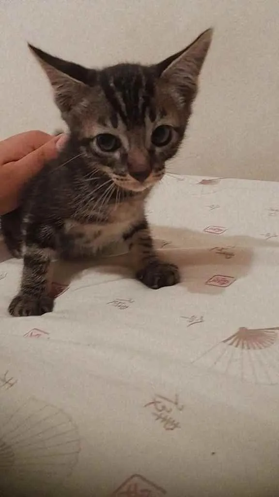 Gato ra a Mistura idade 2 a 6 meses nome Sem nomes ainda