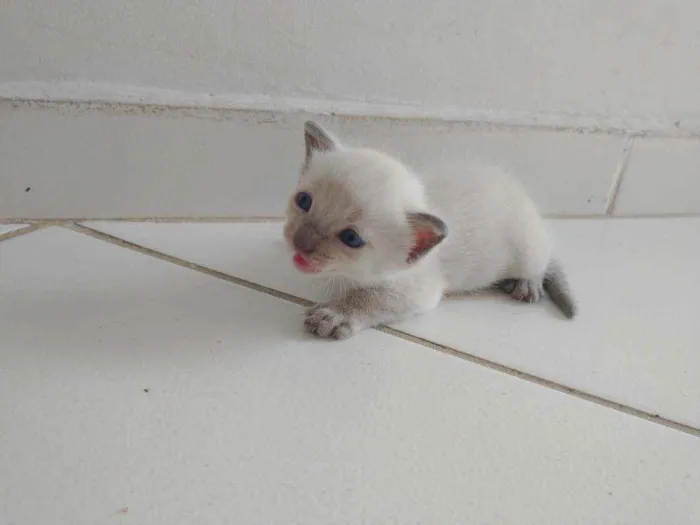 Gato raça  idade Abaixo de 2 meses nome Sem nome ainda