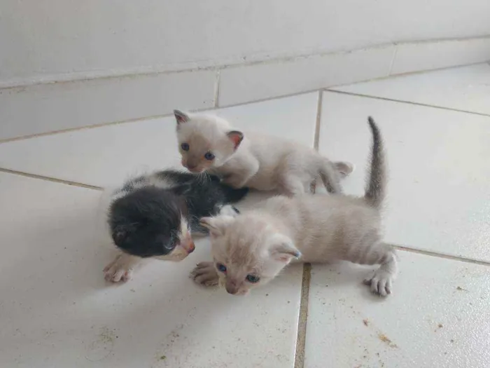 Gato raça  idade Abaixo de 2 meses nome Sem nome ainda