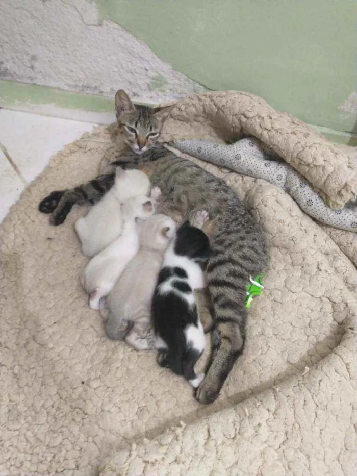 Gato raça  idade Abaixo de 2 meses nome Sem nome ainda
