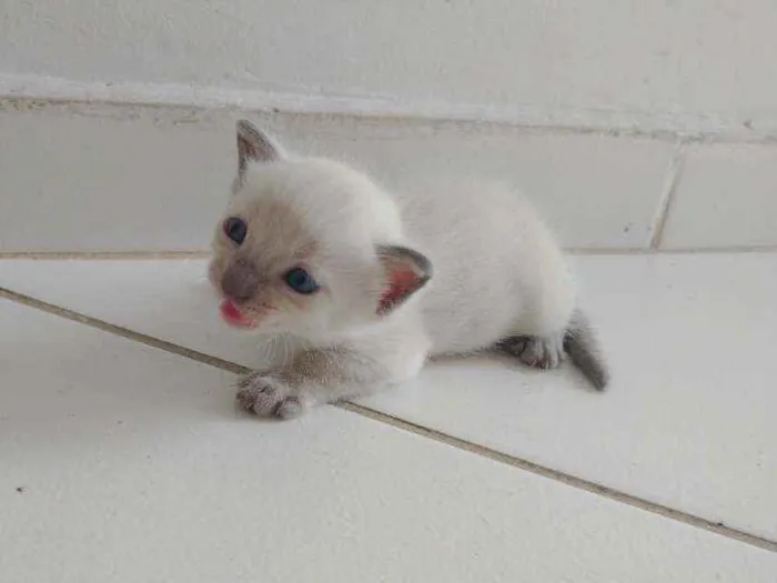 Gato raça  idade Abaixo de 2 meses nome Sem nome ainda