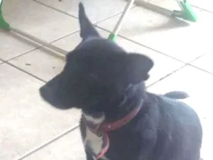 Cachorro raça Vira lata idade 2 a 6 meses nome Adolfo