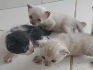 Gato raça  idade Abaixo de 2 meses nome Sem nome ainda