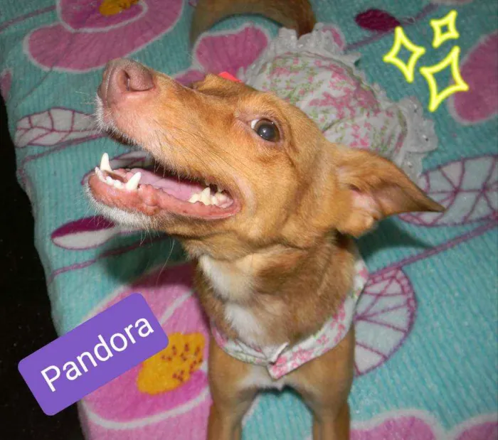 Cachorro ra a Srd idade 2 anos nome Pandora