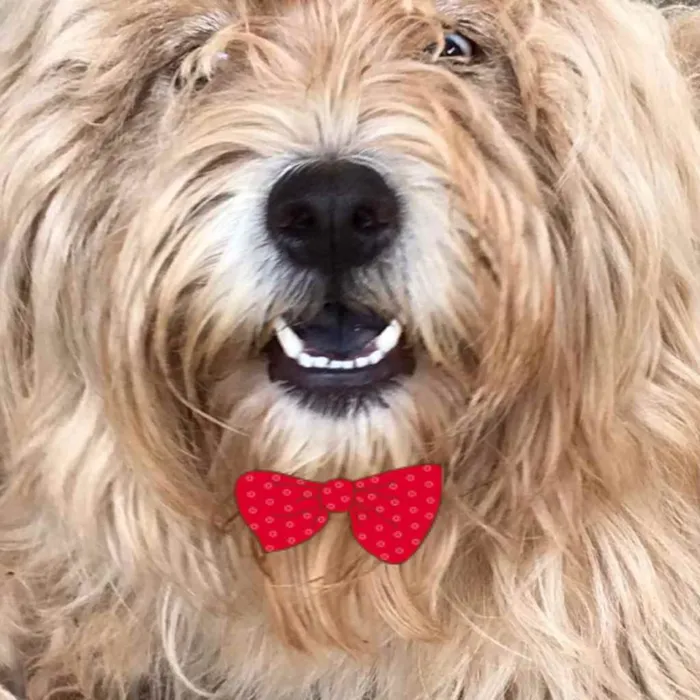 Cachorro ra a Mestiça  idade 7 a 11 meses nome Victoria 