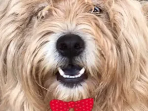 Cachorro raça Mestiça  idade 7 a 11 meses nome Victoria 