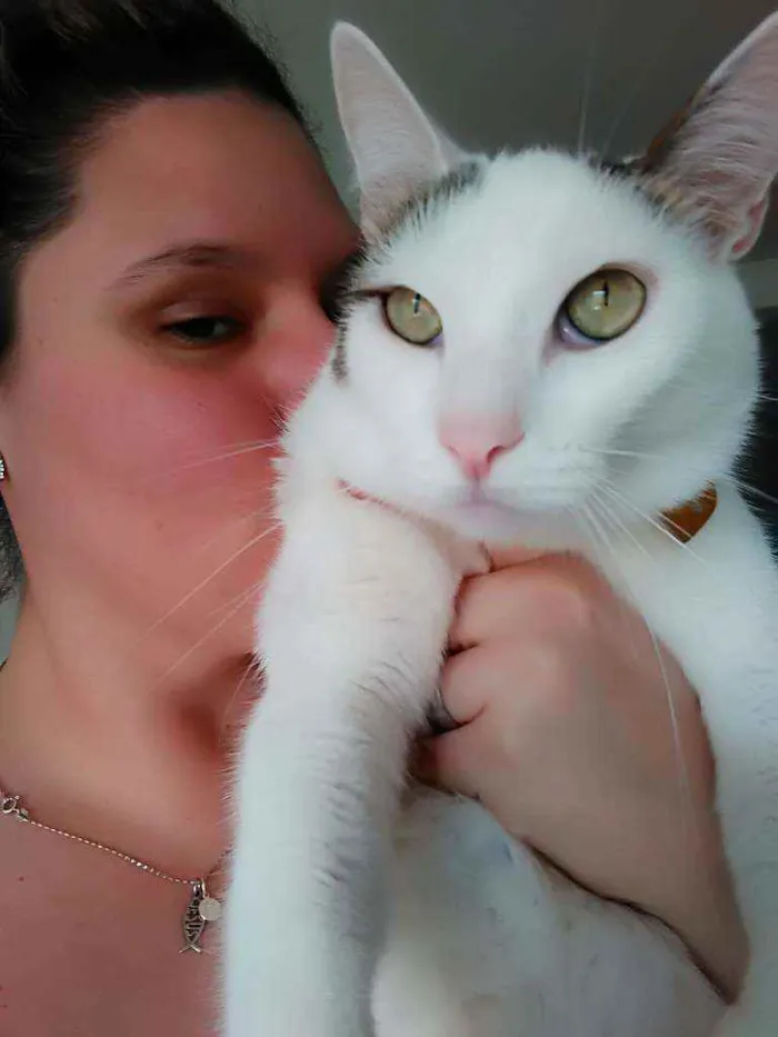 Gato ra a SRD idade 5 anos nome Nino