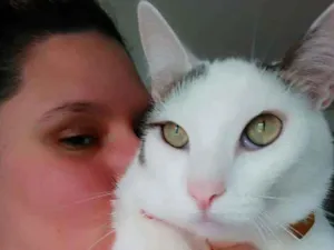 Gato raça SRD idade 5 anos nome Nino