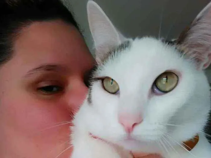 Gato ra a SRD idade 5 anos nome Nino
