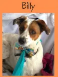 Cachorro raça Sem raça definida  idade 1 ano nome Billy