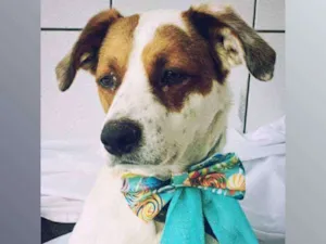 Cachorro raça Sem raça definida  idade 1 ano nome Billy
