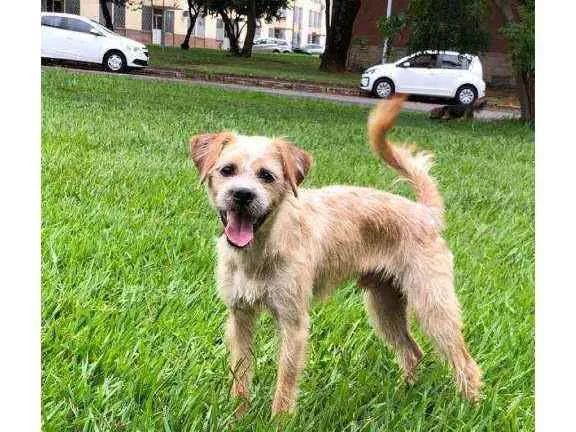Cachorro ra a sem raça idade 2 a 6 meses nome Dudu