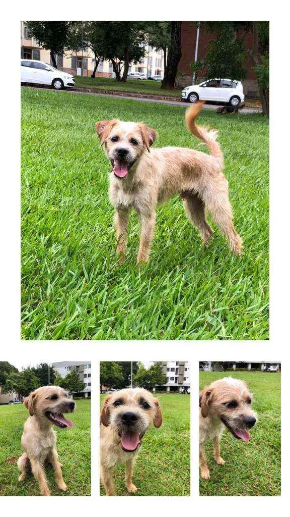 Cachorro ra a sem raça idade 2 a 6 meses nome Dudu