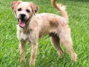 Cachorro raça sem raça idade 2 a 6 meses nome Dudu