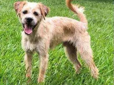 Cachorro ra a sem raça idade 2 a 6 meses nome Dudu