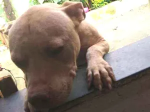 Cachorro raça PitBull idade 3 anos nome Bruce