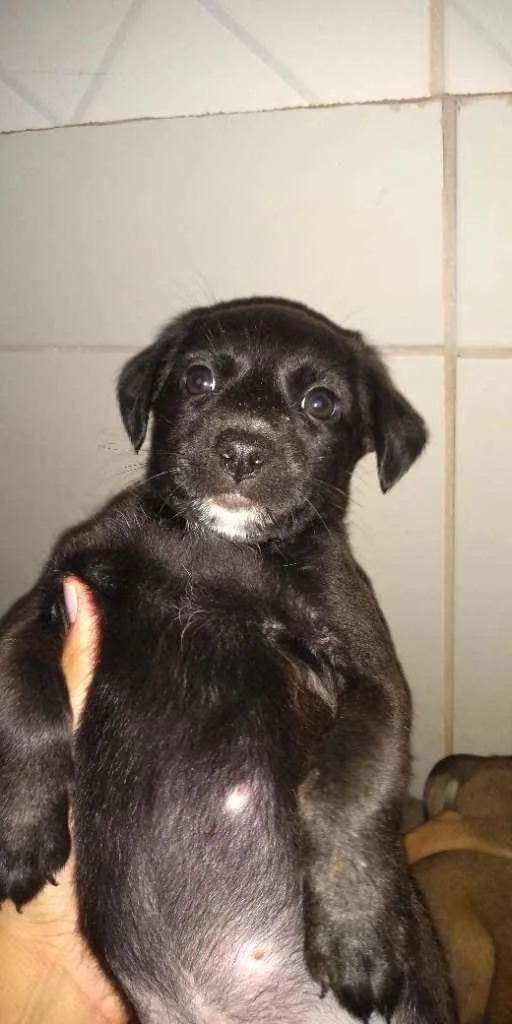 Cachorro ra a Não sei idade 2 a 6 meses nome Não tem ainda 