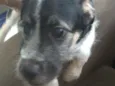 Bert