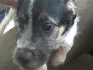 Cachorro raça Maltes com Vira-lata idade 2 a 6 meses nome Bert