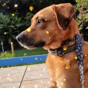 Cachorro raça Srd Linda  idade 1 ano nome Melissa uma fofa 