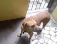 Cachorro raça Srd Linda  idade 1 ano nome Melissa uma fofa 