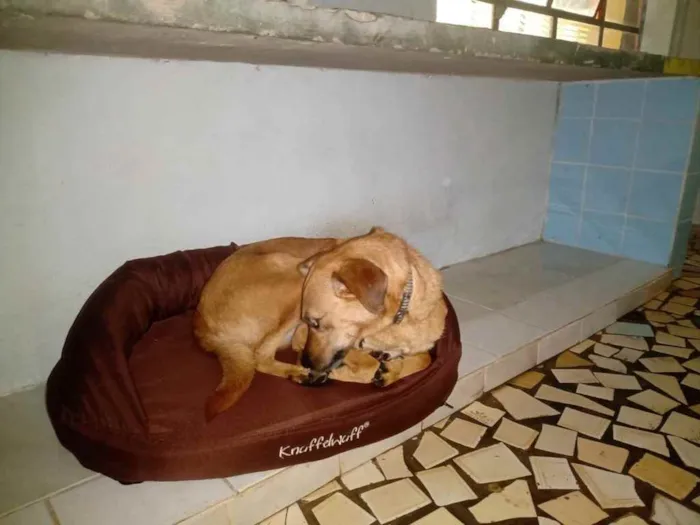 Cachorro raça Srd Linda  idade 1 ano nome Melissa uma fofa 