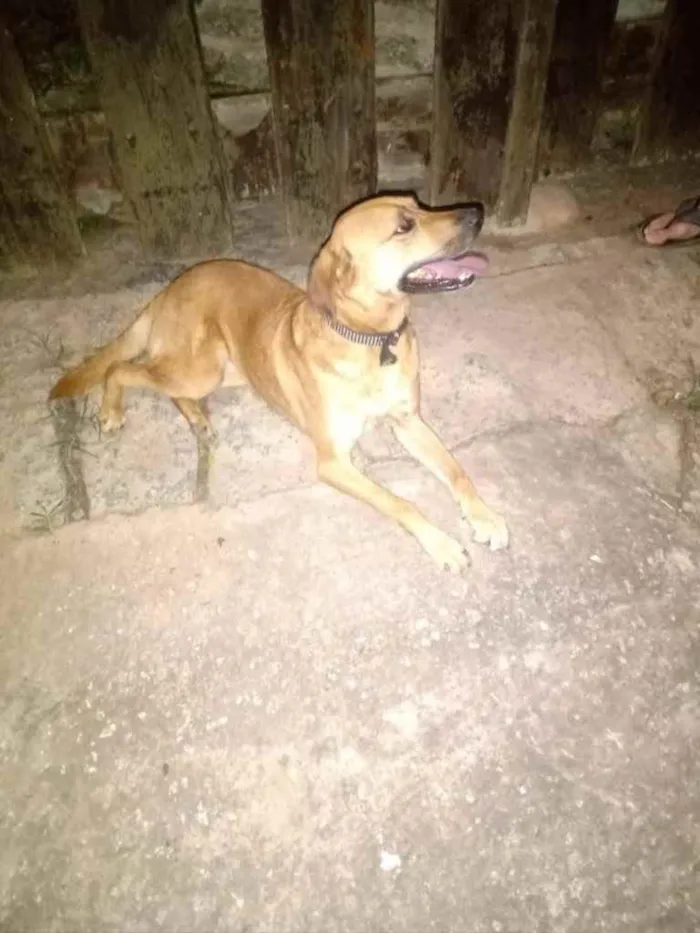 Cachorro raça Srd Linda  idade 1 ano nome Melissa uma fofa 