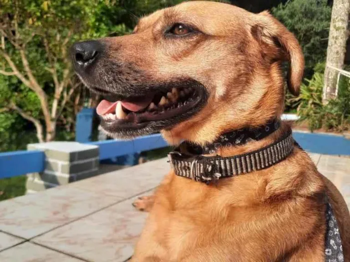 Cachorro raça Srd Linda  idade 1 ano nome Melissa uma fofa 