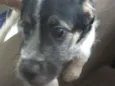 Bert