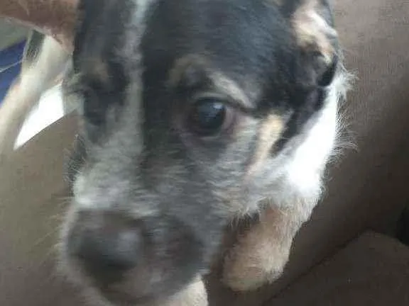 Cachorro raça Maltes com Vira-lata idade 2 a 6 meses nome Bert