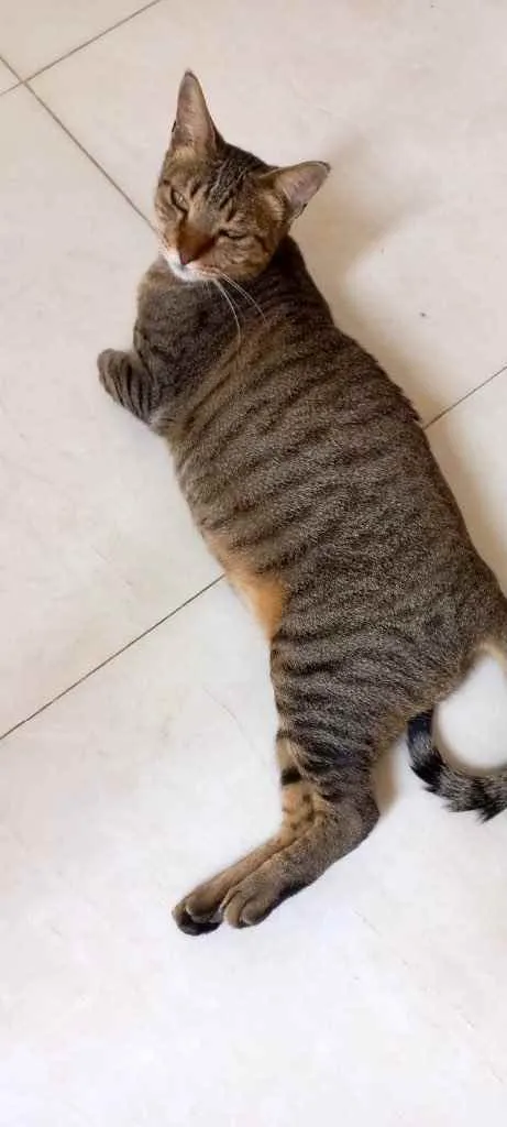 Gato raça Srd idade 7 a 11 meses nome Stella Linda 